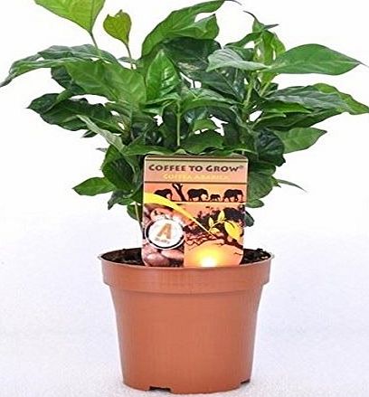 PERFECT PLANTS ``Coffee Arabica Grow Your Own Coffee`` Plant in 12 cm Pot