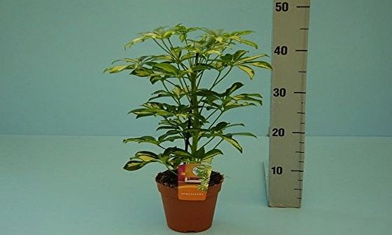 PERFECT PLANTS Schefflera Gerda Bicolour Plant. Umbrella Plant. 50cm tall approc