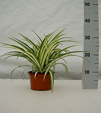 PERFECT PLANTS Spider Plant ``Chlorophytum Comosum Variegatum`` in 12 cm Pot