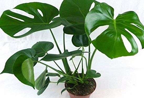 PERFECT PLANTS Swiss Cheese Plant (Monstera Deliciosa) in 14cm pot. 50cm tall approx.