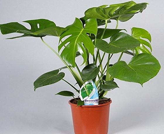 PERFECT PLANTS Swiss Cheese Plant ``Monstera Deliciosa`` Plant 55cm to 65 cm tall in 17 cm Pot