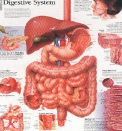 Poster Revolution The Digestive System