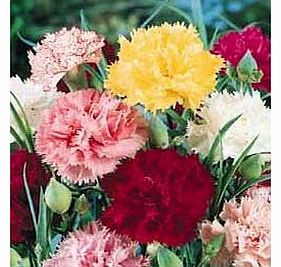 Premier Seeds Direct CAR01F Carnation Chabaud Mixed Finest Seeds (Pack of 350)