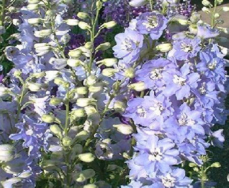 Premier Seeds Direct DELPHINIUM - PACIFIC GIANT - CAMELLAIRD - 55 FINEST SEEDS