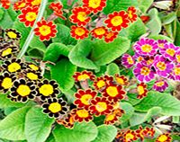 Primula Plants - Victorian Laced Mix