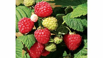 Raspberry Plants - Octavia