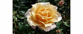 Rose Plant - Caron Keating