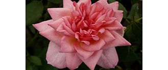 Rose Plant - Channabelle