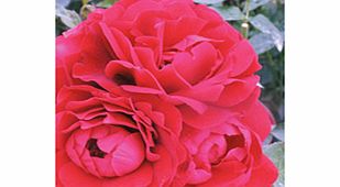 Rose Plant - Faithful