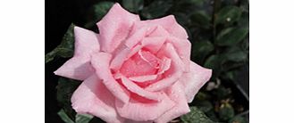 Rose Plant - Helen Robinson