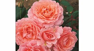 Rose Plant - LAimant