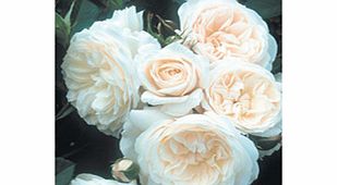Rose Plant - Parky
