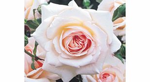 Rose Plant - Penny Lane