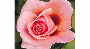 Rose Plant - Persian Mystery