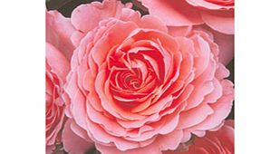 Rose Plant - Pink Abundance