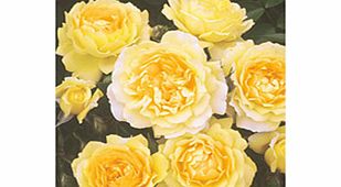 Rose Plant - Veronica Arnott