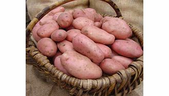 Seed Potatoes - Blight Tolerant Collection