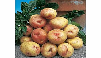 Seed Potatoes - King Edward 1kg