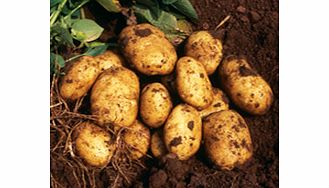 Seed Potatoes - Late Season Refill Pack