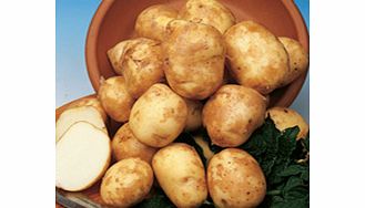 Seed Potatoes - Pentland Javelin 1kg