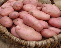 Seed Potatoes - Sarpo Mira 1kg (Late Season)