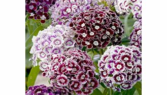 Sweet William Seeds - Frosted Burgundy