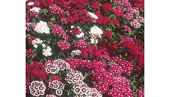 Sweet William Seeds - Special Mixed