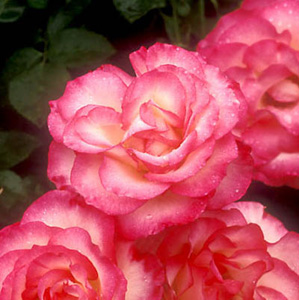 The Fairy Floribunda Rose