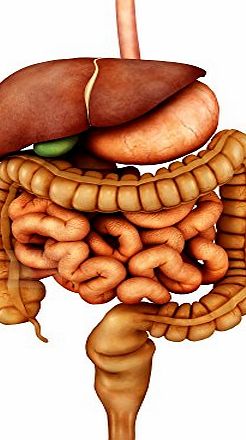 The Poster Corp Stocktrek Images - Anatomy of human digestive system front view. Photo Print (59.44 x 84.84 cm)