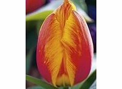 Tulip Bulbs - Flair