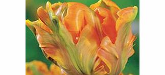 Tulip Bulbs - Irene