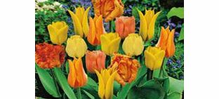 Tulip Bulbs - Orange Collection