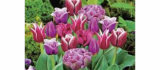Tulip Bulbs - Purple Collection