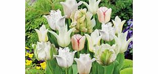 Tulip Bulbs - White Collection