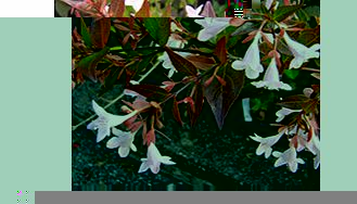 Unbranded Abelia Plant - Grandiflora