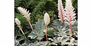 Unbranded Acanthus Plant - Whitewater
