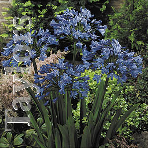Unbranded Agapanthus Blue Lily of the Nile Bulbs - Star