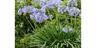 Unbranded Agapanthus Plant - Brilliant Blue