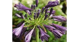 Unbranded Agapanthus Plant - Purple Delight