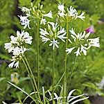 Unbranded Agapanthus Snow White Seeds 418088.htm