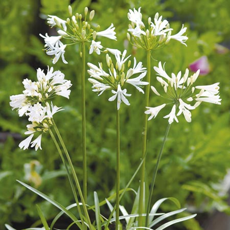 Unbranded Agapanthus Snow White Seeds (Lily of the Nile)