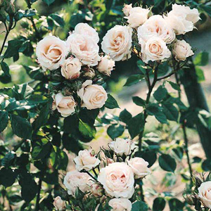 Unbranded Alberic Barbier - Climbing Rose (pre-order now)