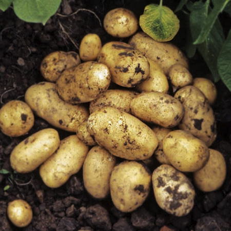 Unbranded All Season Potato Taster Collection 5kg (1kg of
