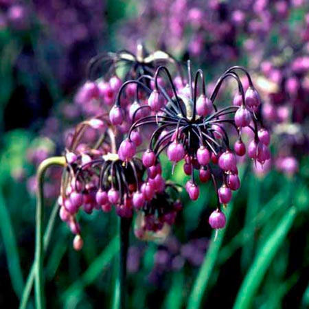 Unbranded Allium Guinevere Average Seeds 55