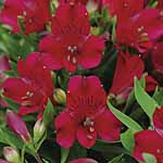 Unbranded Alstroemeria Inticancha Potted Plants - RED