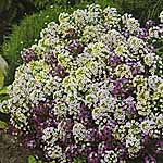 Unbranded Alyssum Rally Formula Mixed Seeds 414437.htm