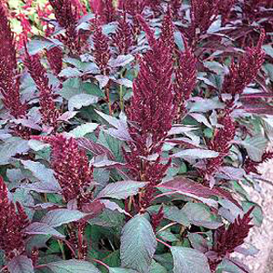 Unbranded Amaranthus Marvel Bronze Seeds