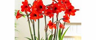 Unbranded Amaryllis Bulb - Red Garden
