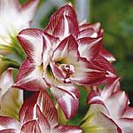 Unbranded Amaryllis Collection