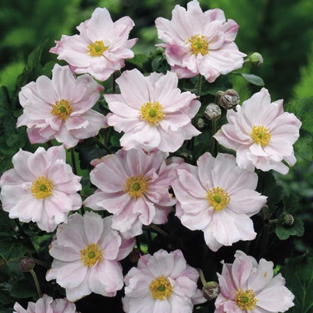 Unbranded Anemone Japanese Queen Charlotte Plants Pack of